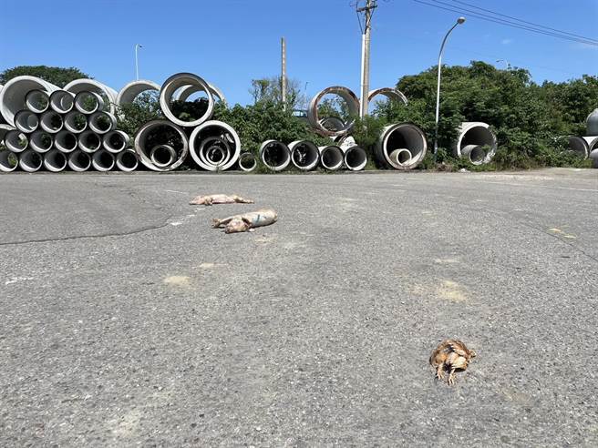 铜锣乡中兴工业区附近道路出现死猪、死鸡尸体。（徐裕逢提供／李京升苗栗传真）