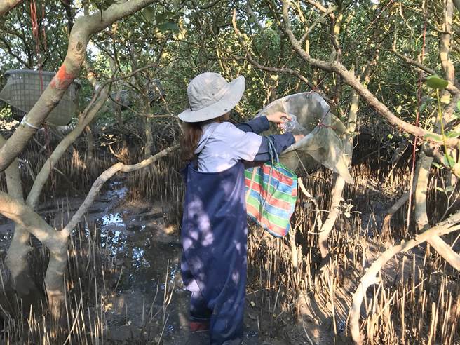 海委会已投入研拟「红树林碳匯方法学」，图为工作人员在红树林野外实地碳匯测量，做枯落物收集。（海委会提供／林瑞益高雄传真）