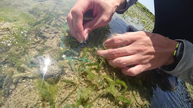 海委会已投入研拟「红树林碳匯方法学」，图为工作人员以叶片戳针法做海草碳匯量测。（海委会提供／林瑞益高雄传真）
