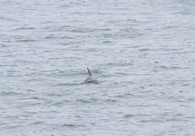 对于近日高雄港码头陆续有民眾通报发现海豚的踪迹，海洋委员会海洋保育署11日说，经专家初步研判，该海豚可能为糙齿海豚，是西海岸可见物种。（海委会海保署提供／林瑞益高雄传真）