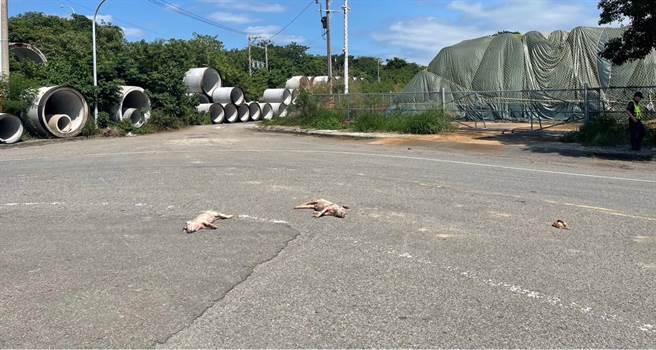 何姓男子驾驶养猪协会化制车掉落猪鸡只死尸。（警方提供／李京升苗栗传真）