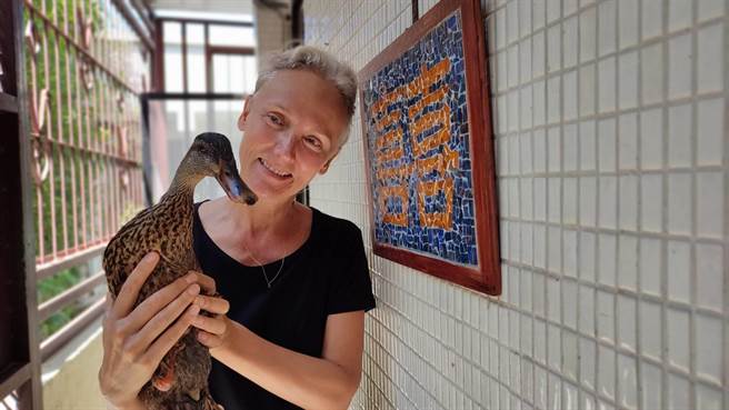 南非籍妇人Liz和先生营救遭老鹰猎捕的雌性绿头鸭。（新北市动保处提供）