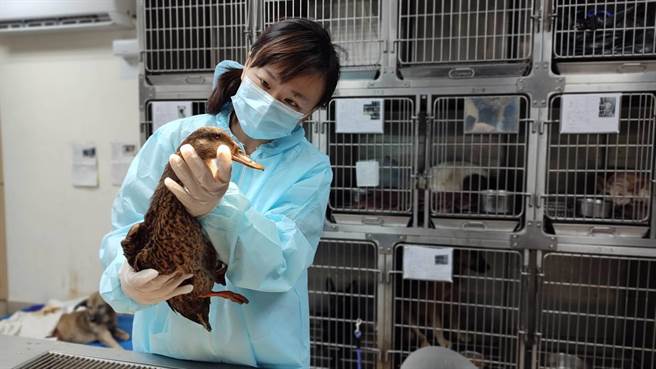 兽医检查绿头鸭健康状况。（新北市动保处提供）
