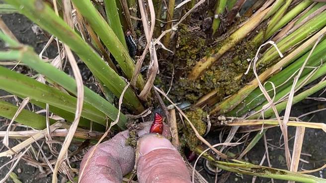 台东县关山镇稻田近日出现虫害。（读者提供／蔡旻妤台东传真）