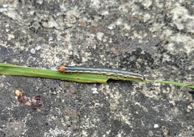 台东县关山镇稻田近日出现虫害。（蔡旻妤摄）