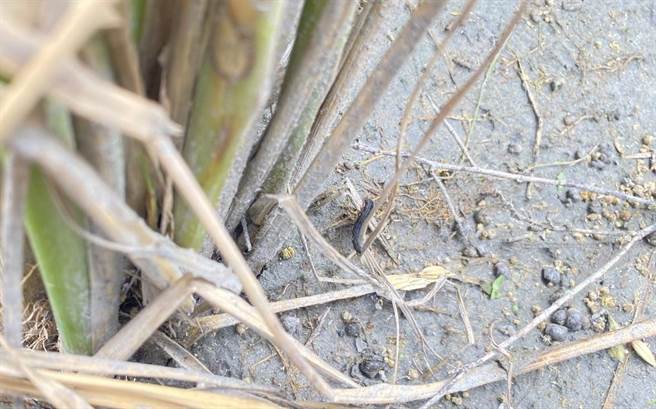 台东县关山镇稻田近日出现虫害。（蔡旻妤摄）