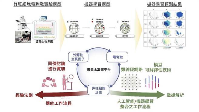 「机器智慧学习细胞晶片整合平台」，可快速评估及预测生医材料介面、电刺激效应等参数，对于活化许旺细胞有很大的帮助。（中兴大学提供／张妍溱台中传真）