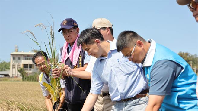 小犬颱风来龙造成通苑地区稻作盐害，立委陈超明13日邀集农业部等单位现勘，并成功争取农粮署专案补助本次灾损。（陈超明办公室提供／谢明俊苗栗传真）