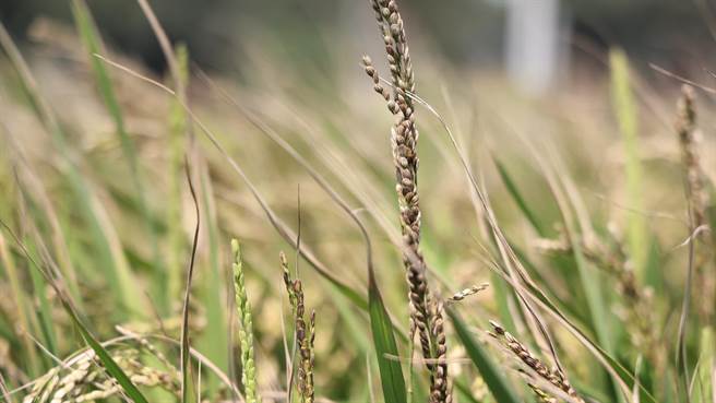 小犬颱风来龙造成通苑地区稻作盐害，导致无法结穗形成空包弹。（陈超明办公室提供／谢明俊苗栗传真）