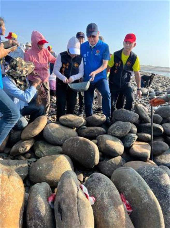 苗栗縣後龍鎮合歡石滬毀損展開修復工程，苗栗縣長鍾東錦等13日下午祭拜祈福工程順利，並親自下海搬石堆壘。（苗栗縣政府提供／謝明俊苗栗傳真）