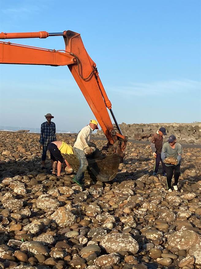 苗栗縣後龍鎮合歡石滬毀損展開修復工程，預計12月中旬可望完工。（石滬永續維護協會提供／謝明俊苗栗傳真）