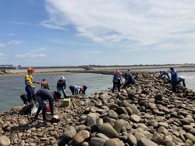 苗栗縣後龍鎮合歡石滬毀損展開修復工程，預計12月中旬可望完工。（石滬永續維護協會提供／謝明俊苗栗傳真）