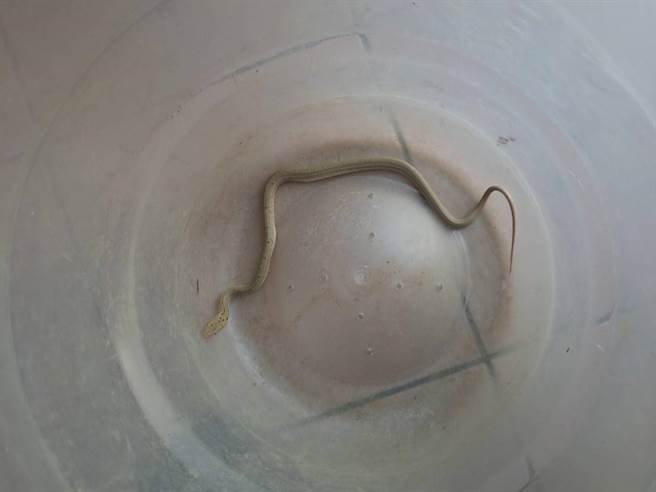 台中市大肚區大道國中鄰近山區，常有蛇類在校園出沒，令師生「心驚驚」，今年已抓獲5隻蛇類。（讀者提供／潘虹恩台中傳真）