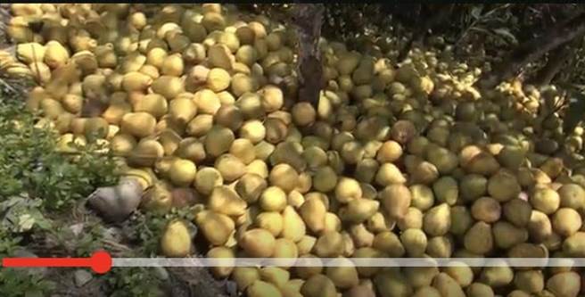 花蓮縣瑞穗鄉農田近日被人發現傾倒大量文旦柚，有文旦已削皮，也有曝曬後已發黃風乾。（民眾提供／王志偉花蓮傳真）