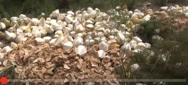 花蓮縣瑞穗鄉農田近日被人發現傾倒大量文旦柚，有文旦已削皮，也有曝曬後已發黃風乾。（民眾提供／王志偉花蓮傳真）