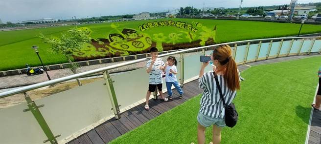 原訂國慶連假亮相、要與大家相見歡的屏東南州鄉彩稻「海底世界」，」14日終於與遊客相見歡。（謝佳潾攝）