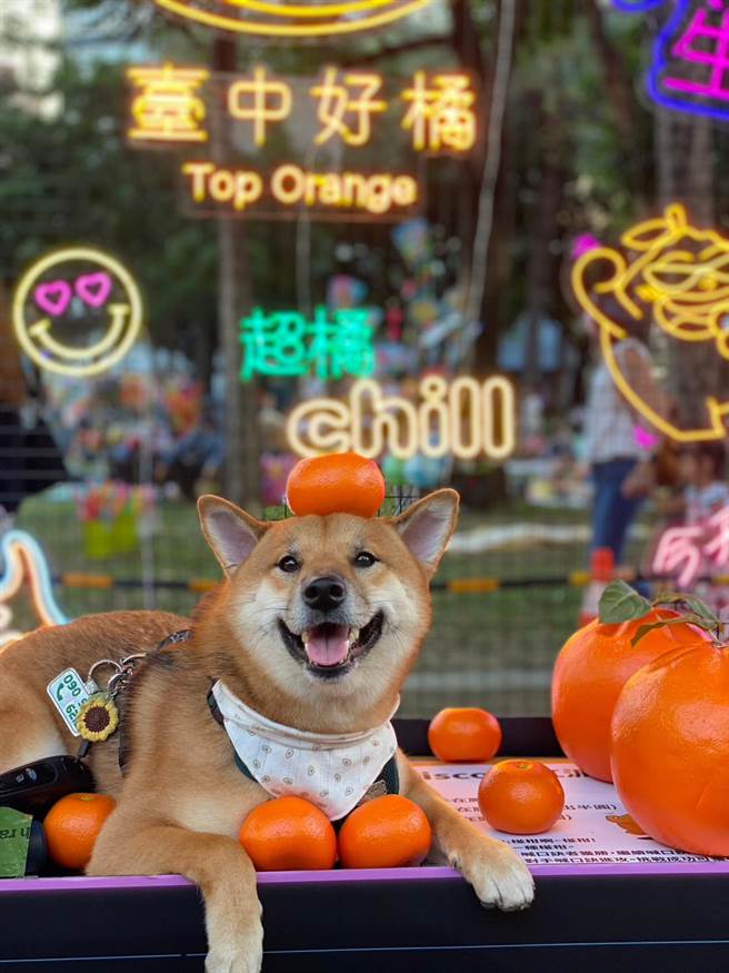 台中市农业局携手文化局与农会打造「超橘Disco霓虹派对」装置艺术即日至22日于市民广场旁展出，民眾带着宠物于装置艺术前拍照萌翻。（中市府提供／潘虹恩台中传真）