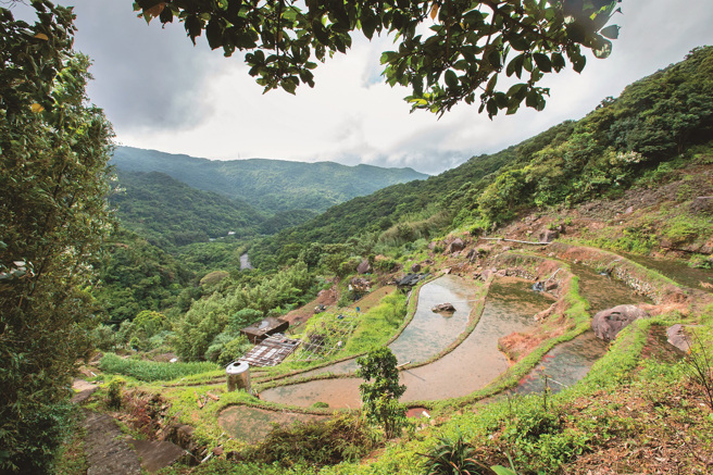 鄰近平等里的大崎頭步道可俯瞰水光粼粼的梯田美景。（攝影／賴智揚）