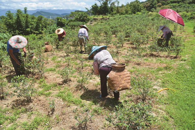 漫遊貓空不時可見農人採茶的里山生活樣貌。（攝影／李智為）