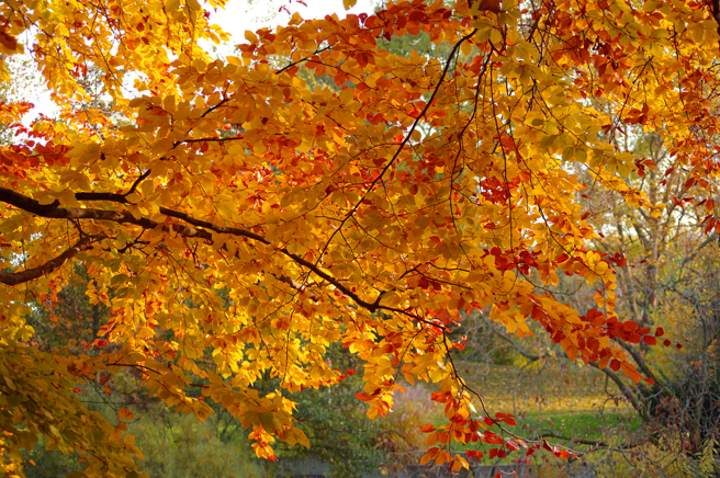 国健署表示，有6种食材非常适合在入秋作为养生食材。（示意图／Shutterstock）