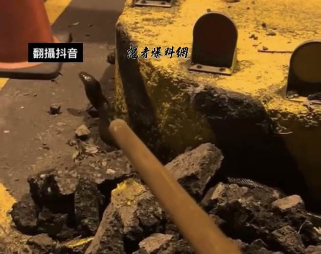 一名男子14日晚間在屏東枋寮鄉大馬路驚見一灘血跡，循線便發現一條受傷眼鏡蛇。(摘自記者爆料網)