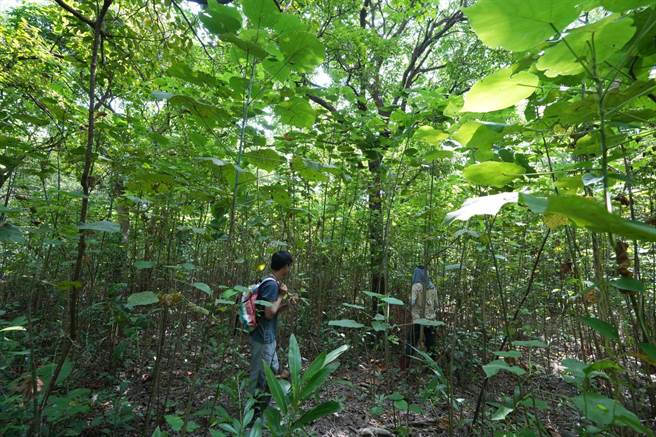 奇美實業2021年起委託屏科大團隊，於台南善化綠能園區進行生物多樣性調查，16日公布調查結果，發現次生林林冠茂密。(屏科大提供)