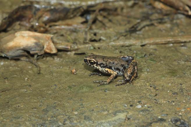 奇美實業2021年起委託屏科大團隊，於台南善化綠能園區進行生物多樣性調查，16日公布調查結果，發現史丹吉氏小雨蛙。(屏科大提供)