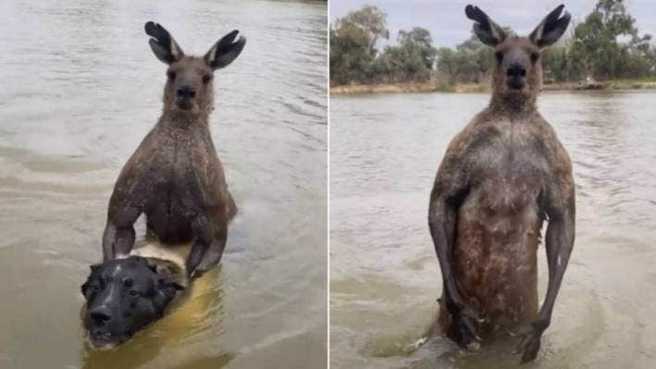 一名澳洲男子为了拯救他被袋鼠拖入水中并遭「锁头功」挟持的爱犬，不惜跳下水与全身肌肉的袋鼠搏斗。(图/twitter x) 