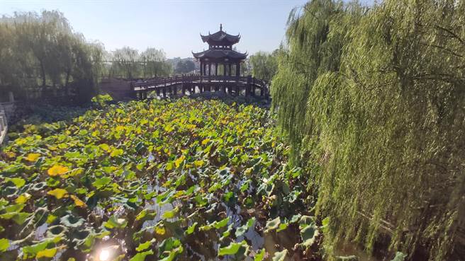 以南宋詩人楊萬里著作《小池》如「小荷才露尖尖角」字句打造出的場景。（吳泓勳攝）