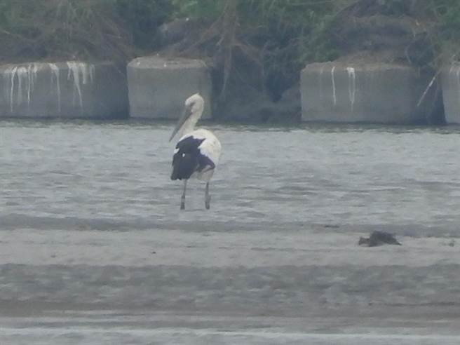雲林縣麥寮鄉濁水溪出海口近日發現6隻東方白鸛，有繁殖紀錄，幾乎可視為留鳥，讓鳥友驚喜不已。（吳明宜提供／張朝欣雲林傳真）