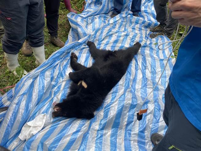 拆除黑熊左前肢套索后，于现场进行初步检伤。（林业署提供／陈淑娥台中传真）