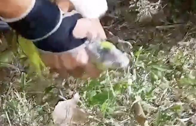 外來種綠鬃蜥擾民，高雄市農業局委託專業團隊到衛武營公園捕獵綠鬃蜥。（翻攝照片／林瑞益高雄傳真）