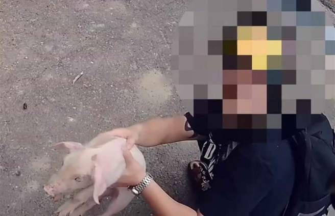 高雄一隻小豬於10月17日下午4時跑到左營區翠華路，熱心民眾協助逮捕小豬。（翻攝照片／林瑞益高雄傳真）