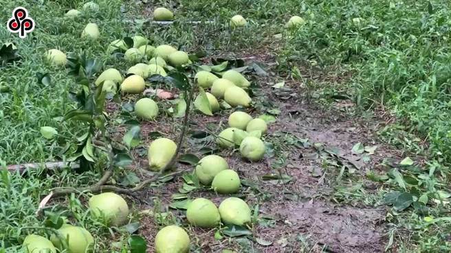 贸易商指出，文旦柚在中秋节前期价格高昂，已经享有非常高额的溢价，政府还要为过产收购十分不合理。（本报系资料照）