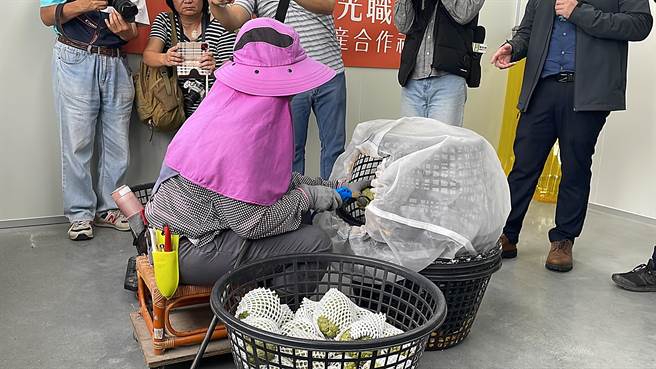 台東鳳梨釋迦防治太平洋臀粉介殼蟲殘留，全程於細目網籃內進行害蟲噴除作業，避免2次汙染。（蕭嘉蕙攝）