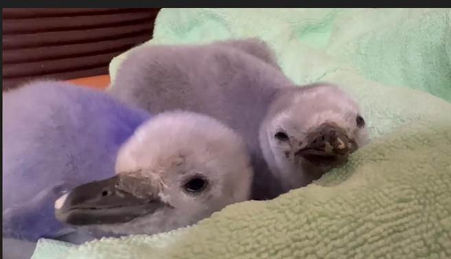 屏東海生館在國慶日前夕迎來企鵝雙寶，頰帶企鵝寶寶依偎在一起的可愛萌樣，在短短2天內吸引線上10萬人次觀看，還有不少網友爭相要幫忙命名。（屏東海生館提供／謝佳潾屏東傳真）