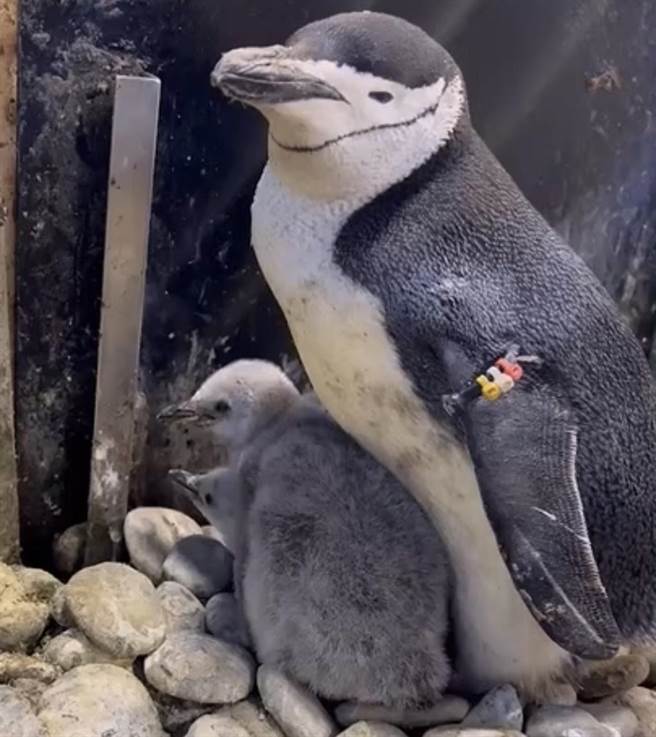 屏東海生館頰帶企鵝雙寶尚未滿月，但彷彿吹氣球般長大不少，再次令人驚豔，不過礙於企鵝寶寶太小無法抽血確認，性別至少還要等半年以上才能得知。（屏東海生館提供／謝佳潾屏東傳真）