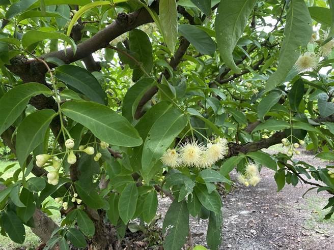 屏东沿海一带为省工调节莲雾产期，都会盖黑网催花，但盖网费力又耗工，为此，高雄农改场18日表示，莲雾高醣栽培法才能让产期调节开早花得心应手。（高雄农改场提供／谢佳潾屏东传真）