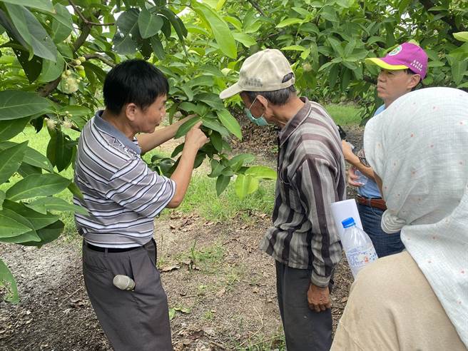 屏东沿海一带为省工调节莲雾产期，都会盖黑网催花，但盖网费力又耗工，为此，高雄农改场18日表示，莲雾高醣栽培法才能让产期调节开早花得心应手。（高雄农改场提供／谢佳潾屏东传真）