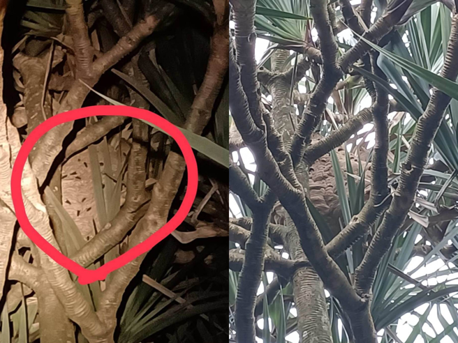 基隆市中正區發現虎頭蜂窩，基隆市政府18日晚上拉起警戒線，19日上午便摘除蜂窩。（翻攝照片／張志康基隆傳真）