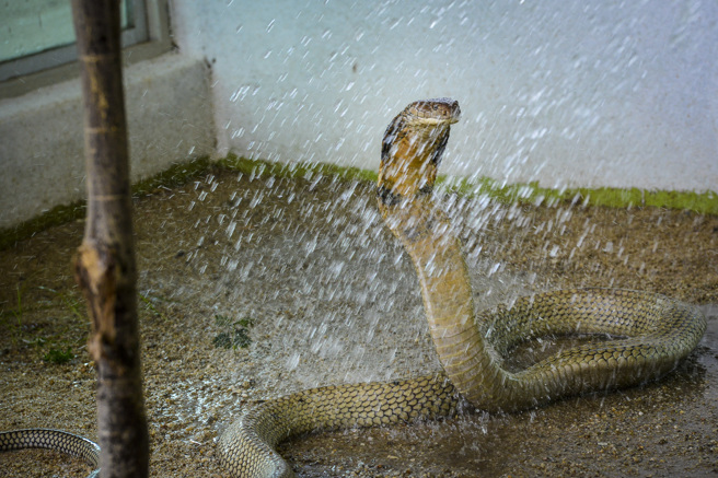 社群平台近日疯传一段男子帮眼镜王蛇洗澡的影片，让不少人看了直呼「根本是在玩火」。(示意图/达志影像)