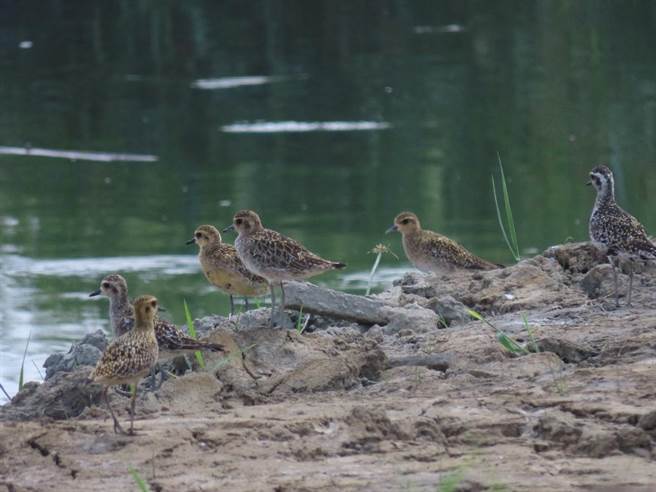 太平洋金斑鸻。（荒野保护协会提供／蔡亚桦新北传真）