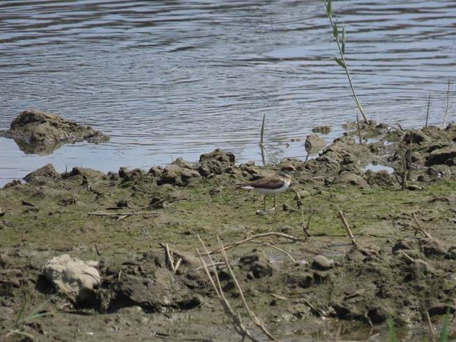 小环颈鸻。（荒野保护协会提供／蔡亚桦新北传真）)