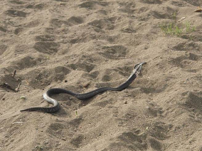 彰化縣芬園鄉貓羅溪河床近來有眼鏡蛇出沒，嚇壞到該地拍攝取景的民眾。（米諾斯提供／孫英哲彰化傳真）
