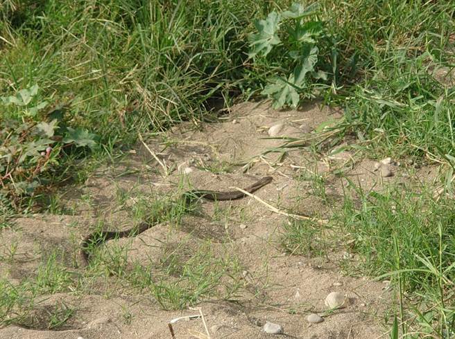 彰化縣芬園鄉貓羅溪河床近來有眼鏡蛇出沒，嚇壞到該地拍攝取景的民眾。（米諾斯提供／孫英哲彰化傳真）