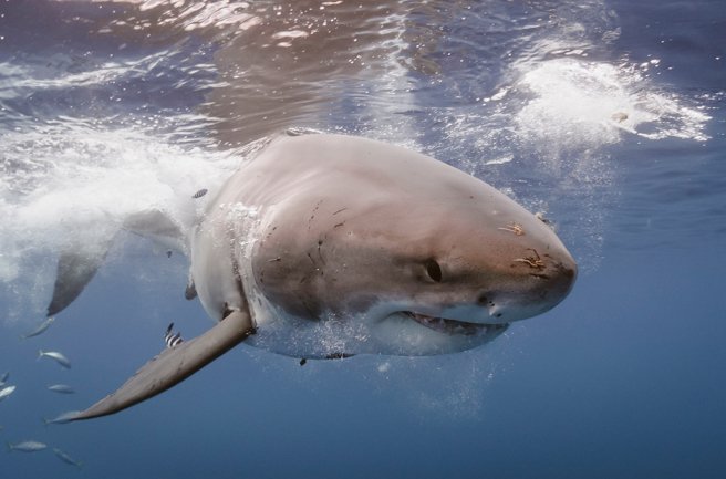 澳洲沙滩近日出现被吃到剩一半的大白鲨尸体，当地居民表示，凶手很有可能是「虎鲸」。(示意图/达志影像)