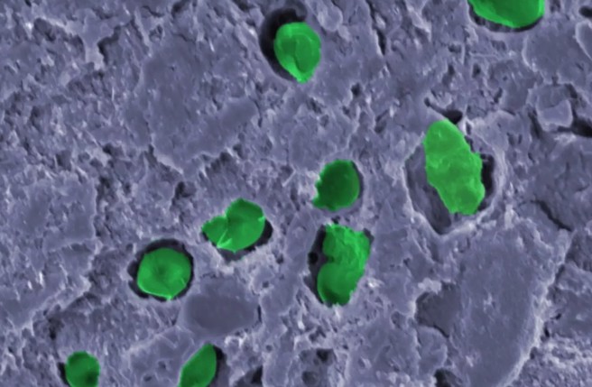 掺入涂料的古巴色球菌，虽然周边涂料已经硬化，但是它仍然有活性，保持新鲜的绿色，持续光合作用。(图/University of Surrey)