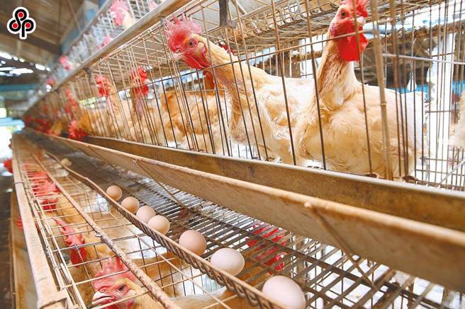 農業部指出，8月提領的巴西雞蛋製造日期為5月，有效期限為8月底到9月底，絕非所指8月3日就到期，對於立委用錯假資訊造謠予以譴責。（報系資料照）