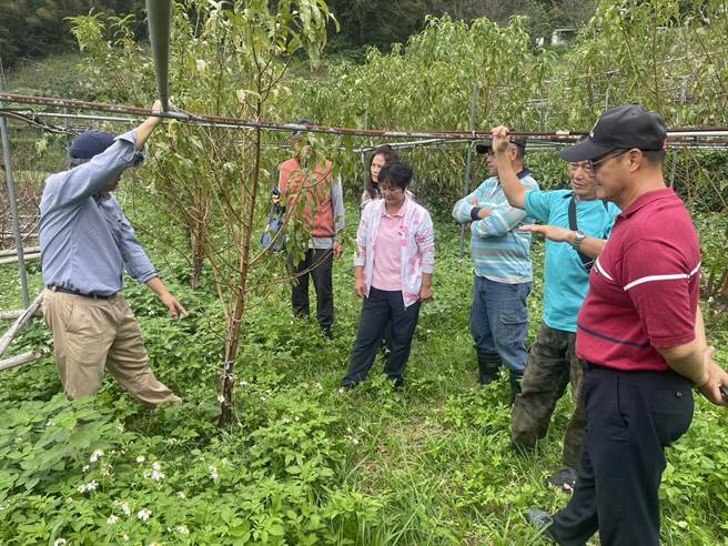 桃园农业局19、20日在復兴上巴陵办理「加强农民栽培水蜜桃及甜柿技术讲习」，共42位果农参加。（农业局提供／蔡明亘桃园传真）