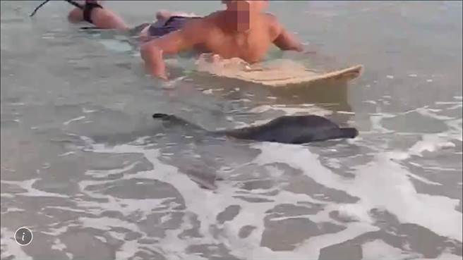 近日垦丁南湾海域时常出现海豚身影，19日还出现游客与海豚共游的有趣画面，但海洋委员会海洋保育署指出，恐涉嫌违反野生动物保育法骚扰鲸豚，可处1年以下徒刑、或併科最高30万元罚金。（民眾提供／谢佳潾屏东传真）